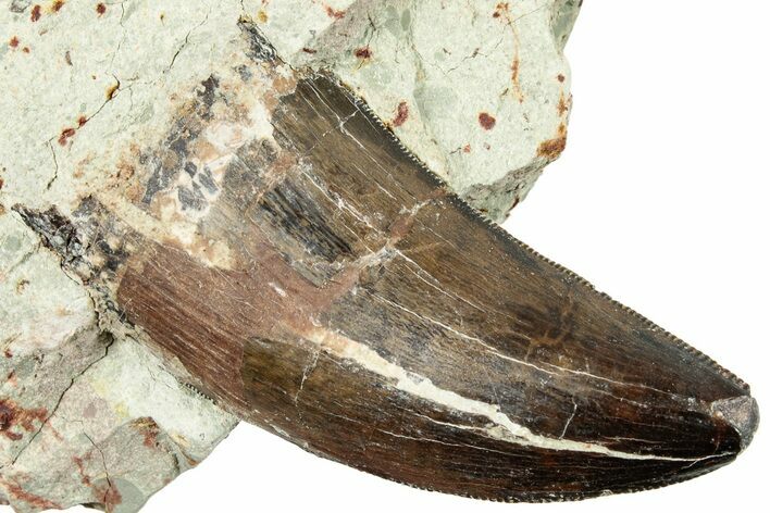 Carcharodontosaurus Tooth In Rock - Dekkar Formation, Morocco #252311